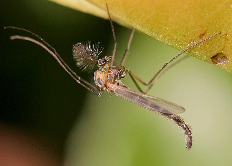 Fil:Chironomus plumosus01.jpg