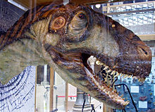 Eustreptospondylus huvud i Oxford University Museum of Natural History.