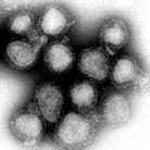 Influenza virus.png
