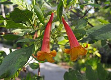 subsp. arequipensis