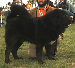 Tibetansk Mastiff