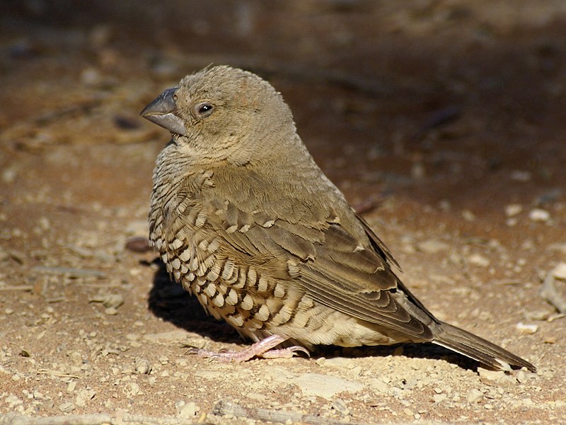 Fil:Amadina erythrocephala f.jpg