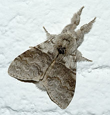 Calliteara pudibunda