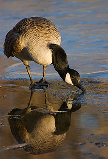 Canada goose reflection 03.jpg