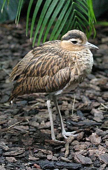 Fil:Double-striped Thick-knee.jpg