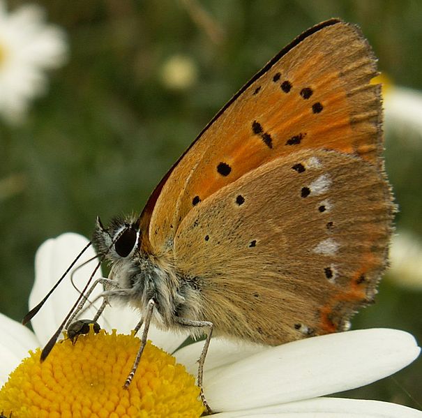 Fil:Lycaena virgaureae kz1.jpg