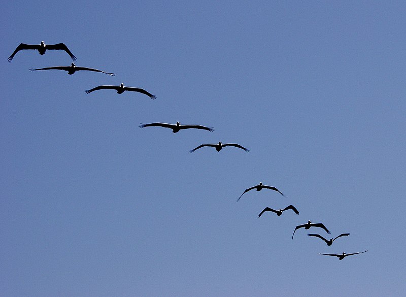 Fil:Pelicans in flight.jpg