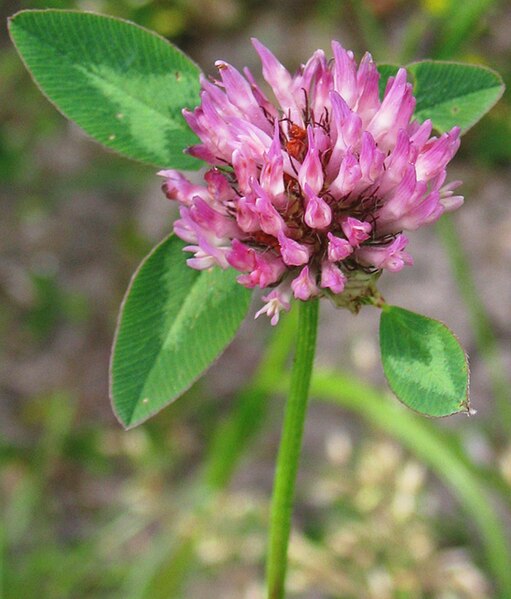 Fil:Rotklee Trifolium pratense.jpg