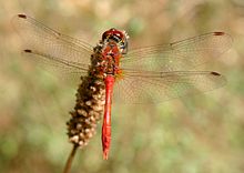 Sympetrum fonscolombii