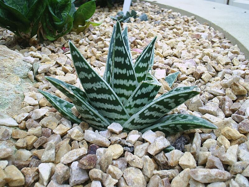 Fil:Aloe variegata0.jpg