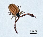 CheliferCancroides1.jpg