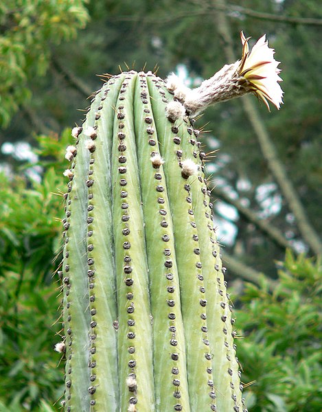 Fil:Echinopsis terscheckii 4.jpg