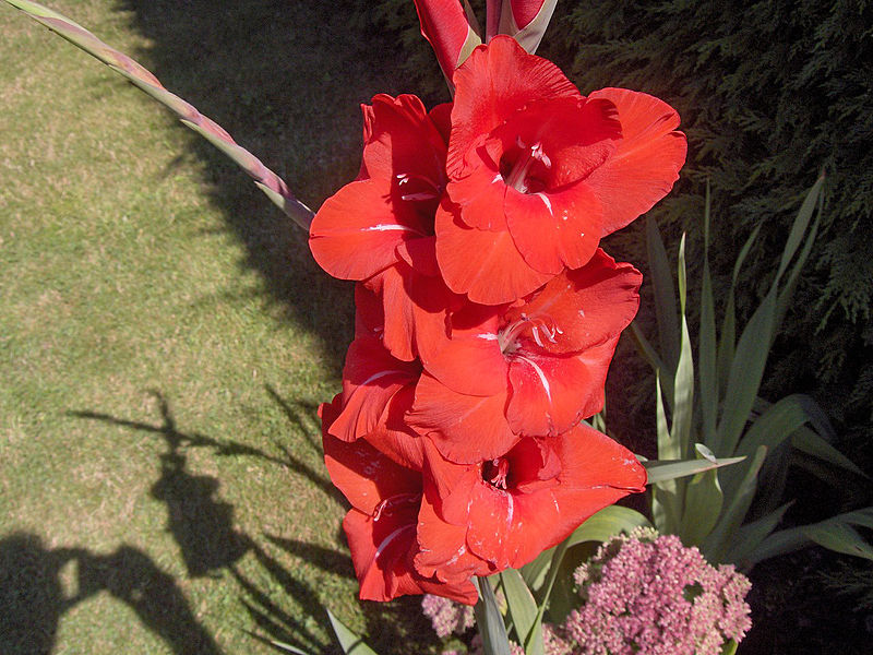 Fil:Gladiolud'RedCascade'01.jpg