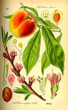 Fil:Illustration Prunus persica0.jpg
