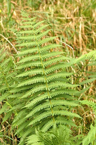 Fil:Oreopteris.limbosperma.jpg