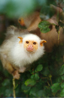 Silvery marmoset.jpg