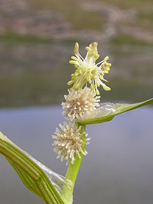 Sparganium angustifolium2.JPG