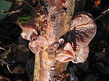 Judasöra (Auricularia auricula-judae)