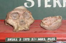 En skalle från en Australopithecus africanus som visas på museum i Pretoria