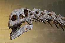 Skalle av Plateosaurus