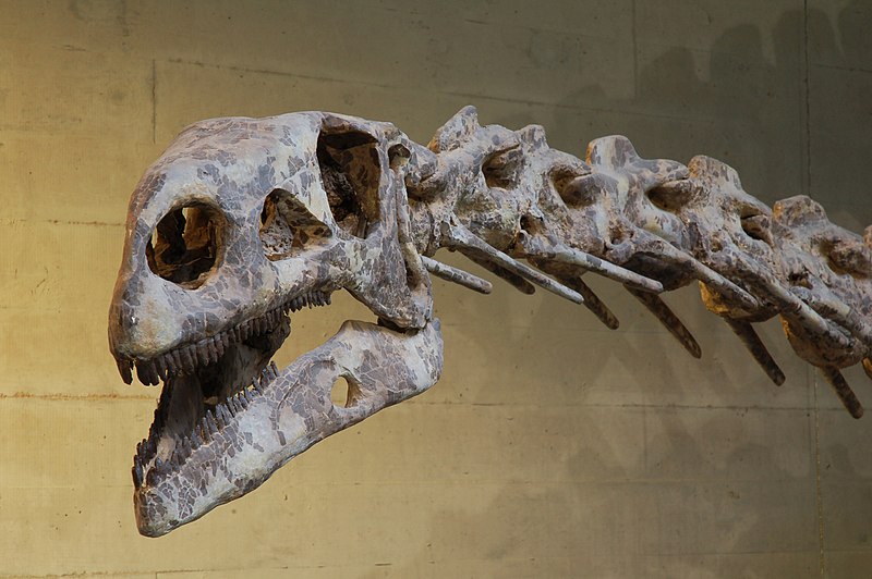 Fil:Plateosaurus skull.jpg