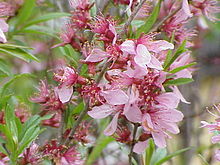 Prunus tenella0.jpg