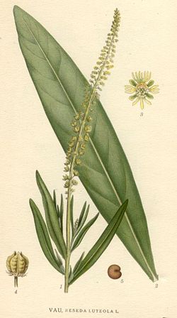 Reseda luteola3.jpg