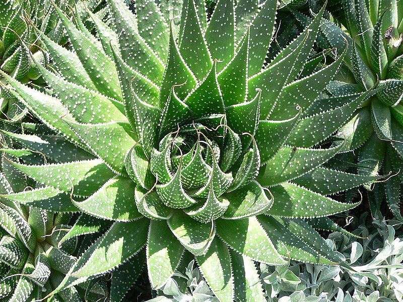 Fil:Aloe aristata.jpg