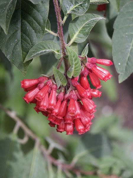 Fil:Cestrum fasciculatum1215793692.jpg