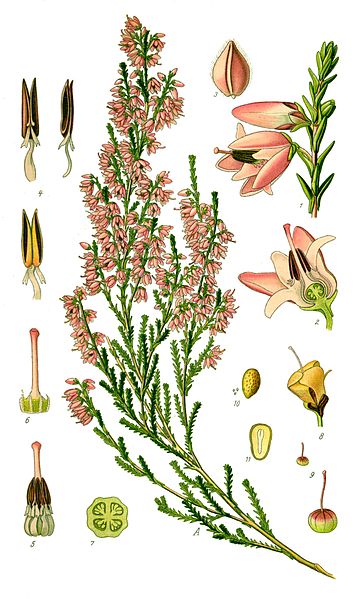 Fil:Illustration Calluna vulgaris0.jpg