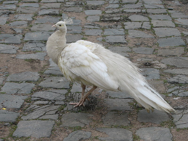 Fil:White Peafowl.jpg