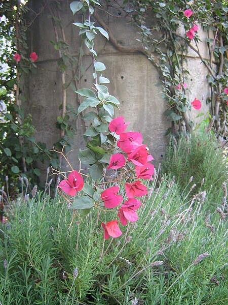 Fil:Bougainvillea cl3.jpg