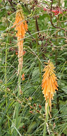 Orange fackellilja (K. triangularis)