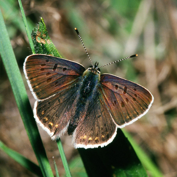 Fil:Lycaena.tityrus.2094.jpg