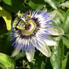 Passion-flower.jpg