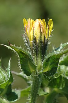 Picris echioides-floro.jpg