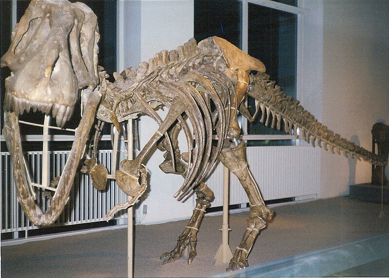 Fil:Tarbosaurus - Copenhagen.jpg