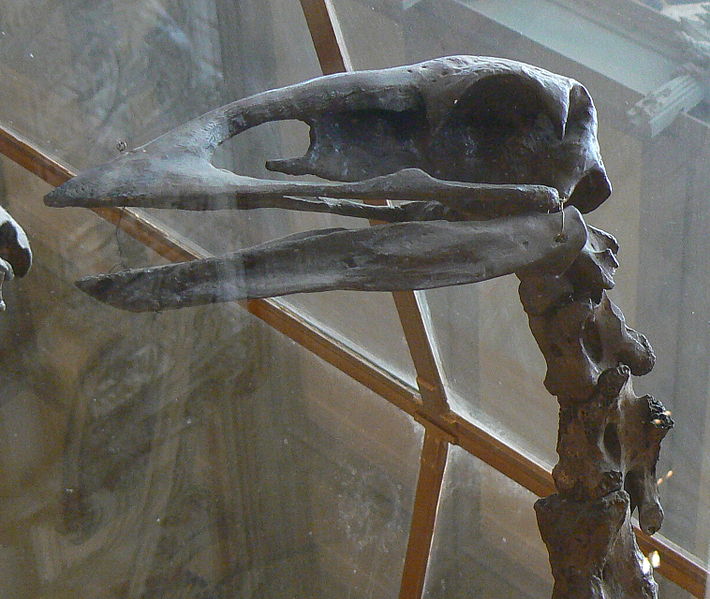 Fil:Aepyornis skull.JPG