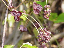 Trebladig akebia (Akebia trifoliata)