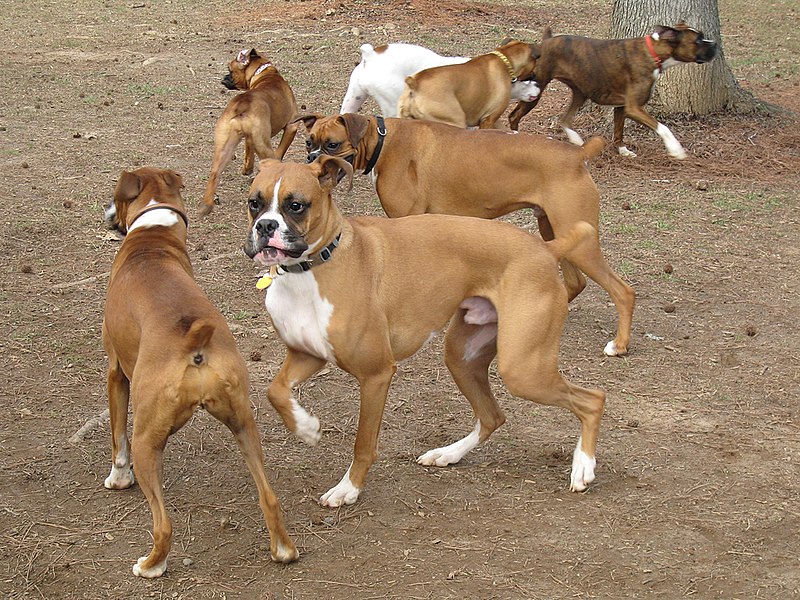 Fil:Boxers dog park.jpg
