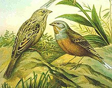 Cretzbunting75.jpg