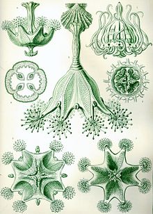 Bägermaneter frånErnst HaeckelsKunstformen der Natur (1904)