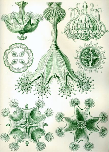 Fil:Haeckel Stauromedusae.jpg