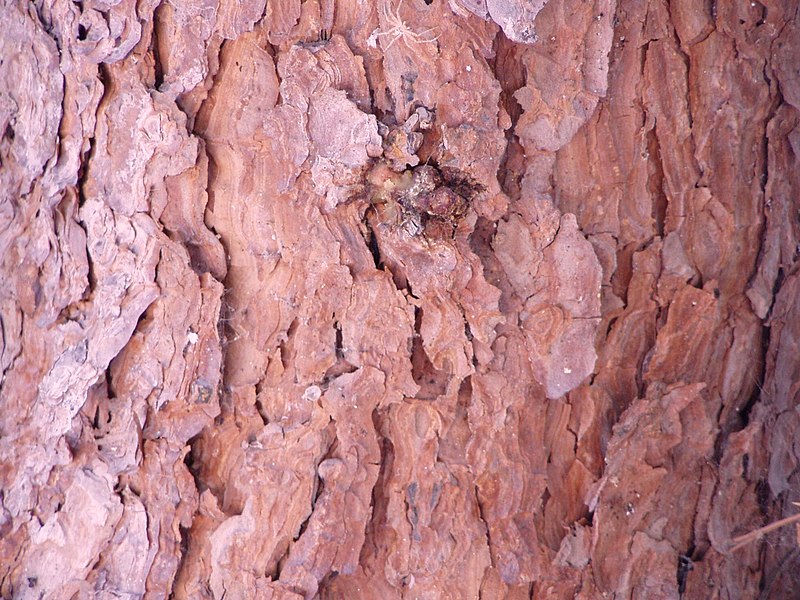 Fil:Pinus halepensis bark.jpg