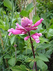 Salvia involucrata1UME.jpg