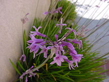 Tulbaghia (T. violacea )