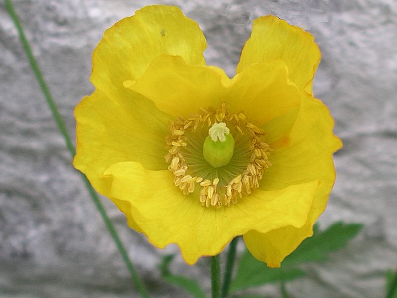 Fil:Welsh poppy Meconopsis cambrica.JPG