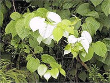 Actinidia polygama3SHSU.jpg