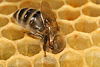 Apis mellifera carnica worker honeycomb 2.jpg