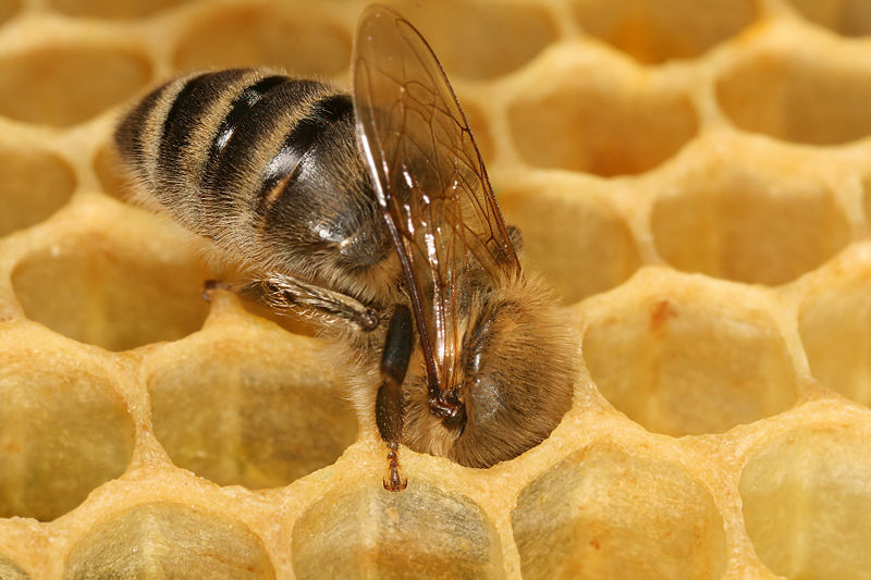 Fil:Apis mellifera carnica worker honeycomb 2.jpg